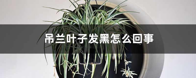 吊兰叶子发黑怎么回事,吊兰叶子发软要怎么补救 吊兰叶子发黑怎么回事,吊兰叶子发软要怎么补救
