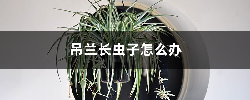 吊兰长虫子怎么办,长虫用什么方法除虫 吊兰长虫子怎么办,长虫用什么方法除虫