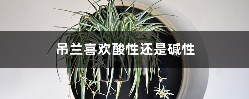 吊兰喜欢酸性还是碱性,对土壤有什么要求 吊兰喜欢酸性还是碱性,对土壤有什么要求