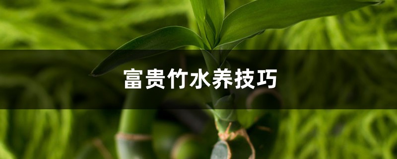 富贵竹水养技巧，水养多久能生根
