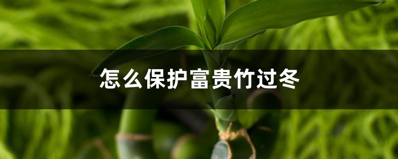 怎么保护富贵竹过冬,富贵竹如何过冬不死 怎么保护富贵竹过冬,富贵竹如何过冬不死