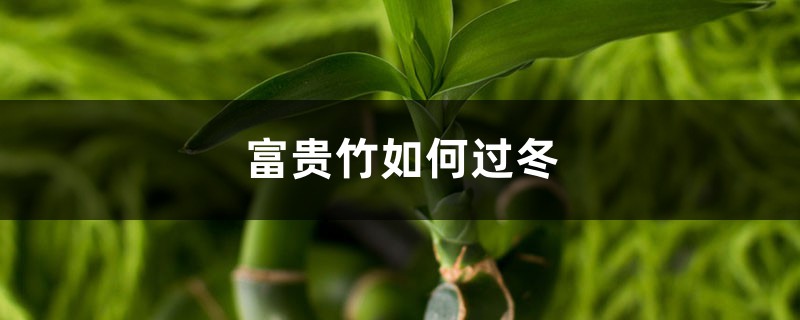 富贵竹如何过冬,富贵竹过冬最低温度 富贵竹如何过冬,富贵竹过冬最低温度