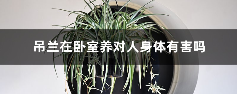 吊兰在卧室养对人身体有害吗,吊兰在家里养好不好 吊兰在卧室养对人身体有害吗,吊兰在家里养好不好
