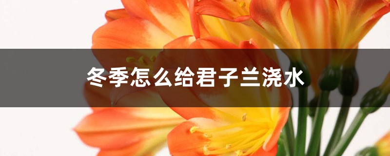 冬季怎么给君子兰浇水,浇水要浇透吗 冬季怎么给君子兰浇水,浇水要浇透吗