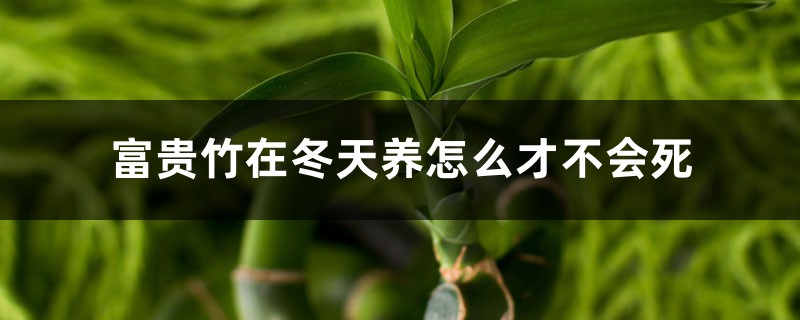 富贵竹在冬天养怎么才不会死,富贵竹在卧室养好吗 富贵竹在冬天养怎么才不会死,富贵竹在卧室养好吗