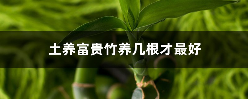 土养富贵竹养几根才最好,土养富贵竹怎么变粗 土养富贵竹养几根才最好,土养富贵竹怎么变粗