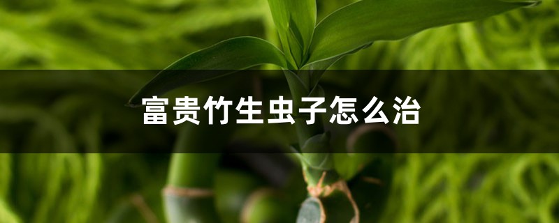 富贵竹生虫子怎么治,生虫子了用什么药 富贵竹生虫子怎么治,生虫子了用什么药