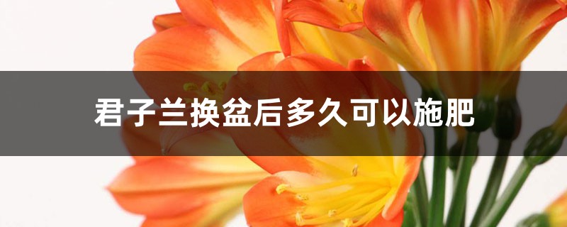 君子兰换盆后多久可以施肥,怎么施肥和施什么肥好 君子兰换盆后多久可以施肥,怎么施肥和施什么肥好