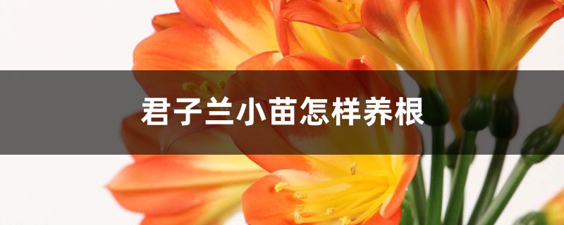 君子兰小苗怎样养根,小苗怎么养长得快 君子兰小苗怎样养根,小苗怎么养长得快