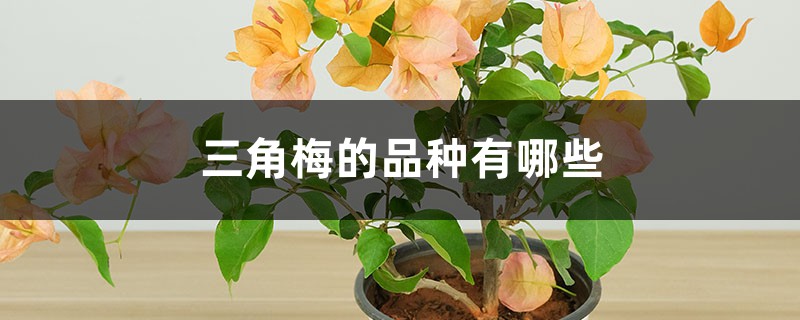 三角梅的品种有哪些,怎么修剪开花多 三角梅的品种有哪些,怎么修剪开花多