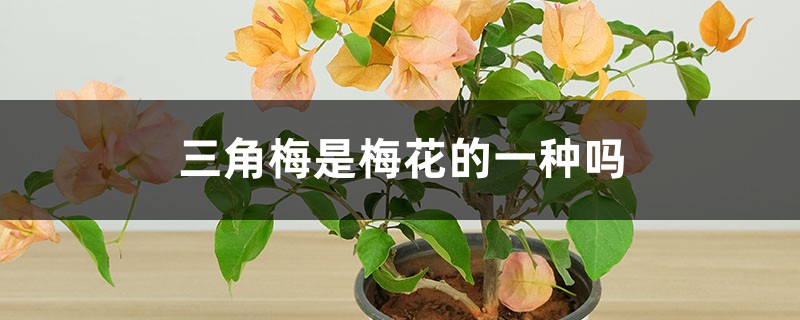 三角梅是梅花的一种吗,是什么季节开花 三角梅是梅花的一种吗,是什么季节开花
