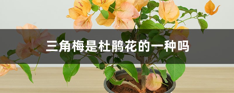 三角梅是杜鹃花的一种吗,是什么植物 三角梅是杜鹃花的一种吗,是什么植物