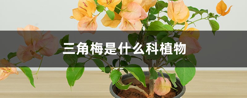 三角梅是什么科植物,扦插方法图解 三角梅是什么科植物,扦插方法图解