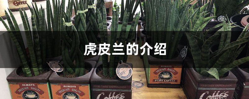 虎皮兰的介绍,虎皮兰的花语 虎皮兰的介绍,虎皮兰的花语