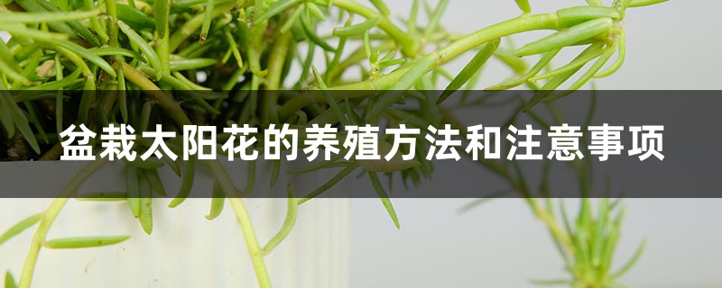 盆栽太阳花的养殖方法和注意事项,用多大的花盆 盆栽太阳花的养殖方法和注意事项,用多大的花盆