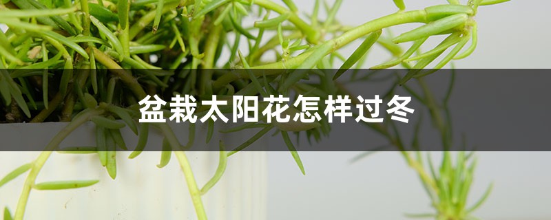 盆栽太阳花怎样过冬,秋季几天浇次水 盆栽太阳花怎样过冬,秋季几天浇次水