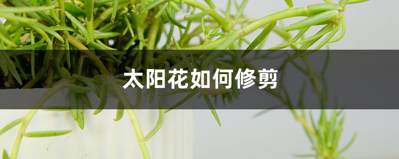 太阳花如何修剪,修剪方法图解 太阳花如何修剪,修剪方法图解