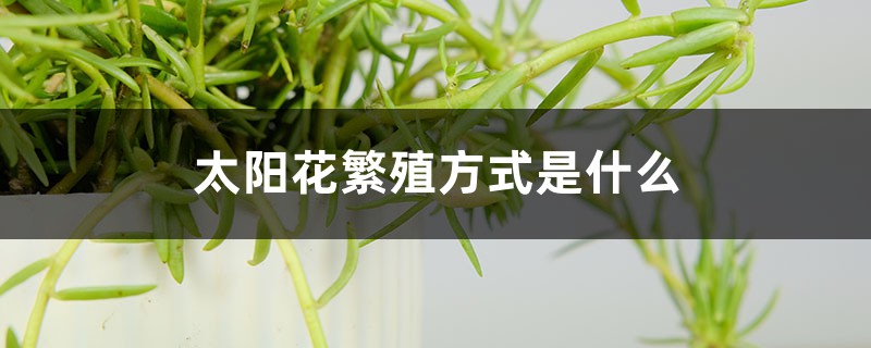 太阳花繁殖方式是什么,不结籽的太阳花怎么繁殖 太阳花繁殖方式是什么,不结籽的太阳花怎么繁殖