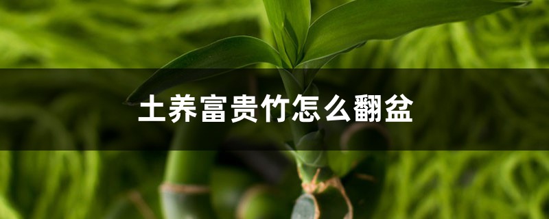 土养富贵竹怎么翻盆,土盆养富贵竹注意事项 土养富贵竹怎么翻盆,土盆养富贵竹注意事项