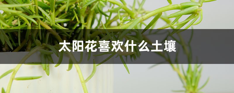 太阳花喜欢什么土壤,用什么土壤栽培 太阳花喜欢什么土壤,用什么土壤栽培
