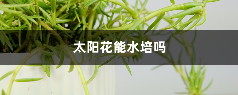 太阳花能水培吗,太阳花能扦插吗 太阳花能水培吗,太阳花能扦插吗