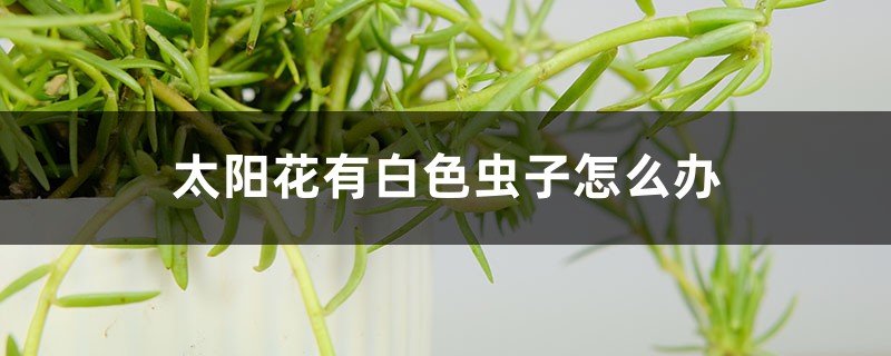 太阳花有白色虫子怎么办,用什么药喷呢 太阳花有白色虫子怎么办,用什么药喷呢
