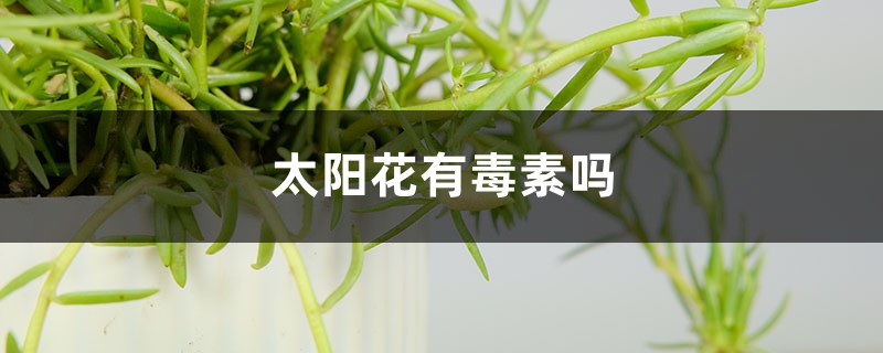 太阳花有毒素吗,太阳花有什么作用 太阳花有毒素吗,太阳花有什么作用