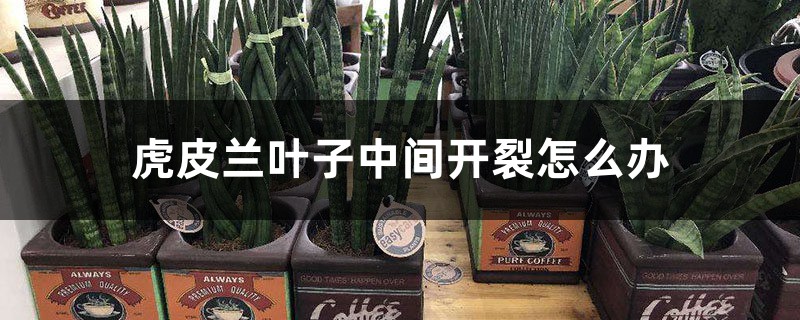 虎皮兰叶子中间开裂怎么办,能恢复吗 虎皮兰叶子中间开裂怎么办,能恢复吗
