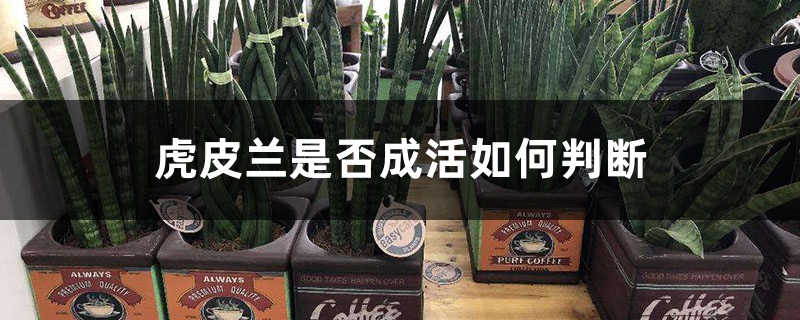 虎皮兰是否成活如何判断,换盆后成活几率大吗 虎皮兰是否成活如何判断,换盆后成活几率大吗