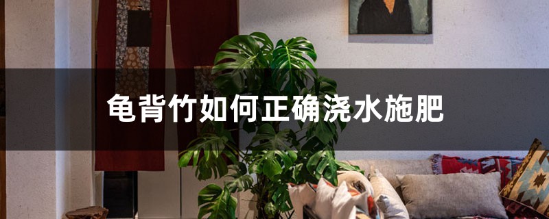 龟背竹如何正确浇水施肥,龟背竹对光照有需求吗 龟背竹如何正确浇水施肥,龟背竹对光照有需求吗