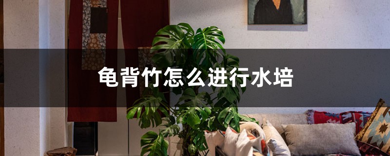 龟背竹怎么进行水培,水培能养活吗 龟背竹怎么进行水培,水培能养活吗