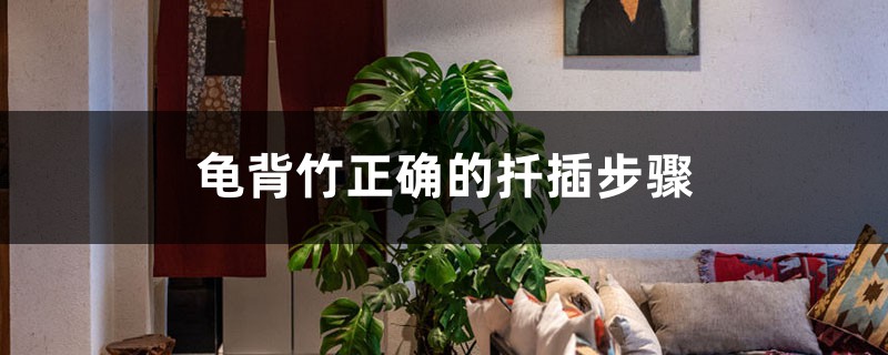 龟背竹正确的扦插步骤,插后怎么养护 龟背竹正确的扦插步骤,插后怎么养护