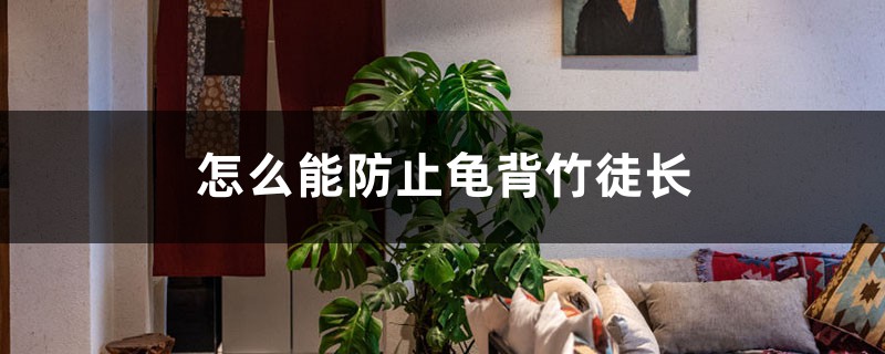 怎么能防止龟背竹徒长,龟背竹可以使用矮壮素吗 怎么能防止龟背竹徒长,龟背竹可以使用矮壮素吗