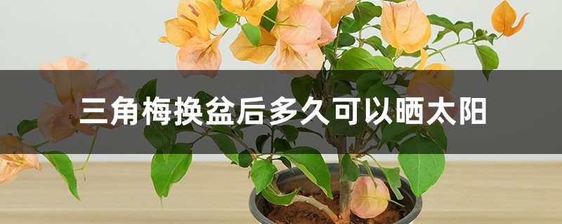 三角梅换盆后多久可以晒太阳,换盆伤根怎么办 三角梅换盆后多久可以晒太阳,换盆伤根怎么办