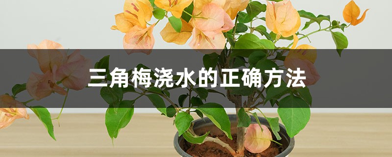 三角梅浇水的正确方法,浇水过多叶子都掉了怎么办 三角梅浇水的正确方法,浇水过多叶子都掉了怎么办