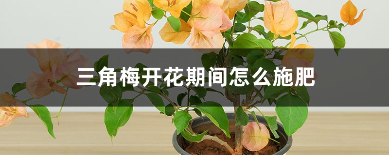 三角梅开花期间怎么施肥,施什么肥 三角梅开花期间怎么施肥,施什么肥
