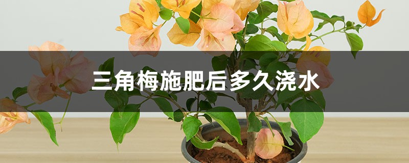 三角梅施肥后多久浇水,浇水时放点醋行吗 三角梅施肥后多久浇水,浇水时放点醋行吗