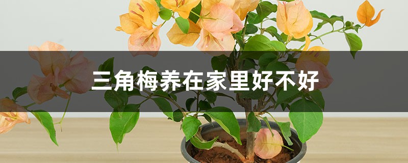 三角梅养在家里好不好,养殖温度 三角梅养在家里好不好,养殖温度