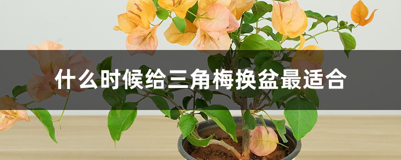 什么时候给三角梅换盆最适合,换盆后怎么养护 什么时候给三角梅换盆最适合,换盆后怎么养护