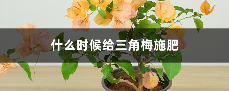 什么时候给三角梅施肥,施肥过多怎么办 什么时候给三角梅施肥,施肥过多怎么办
