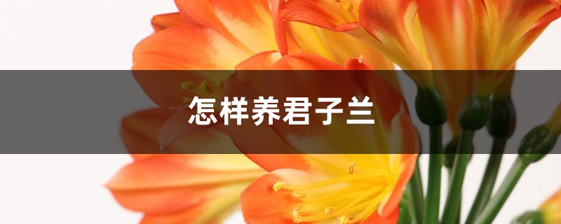 怎样养君子兰,养殖方法和注意事项介绍 怎样养君子兰,养殖方法和注意事项介绍