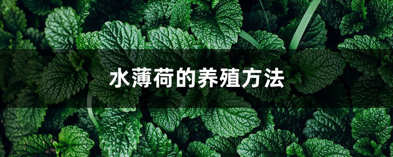 水薄荷的养殖方法和注意事项 水薄荷的养殖方法和注意事项