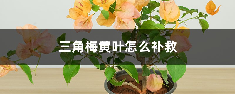 三角梅黄叶的原因和处理办法 三角梅黄叶的原因和处理办法