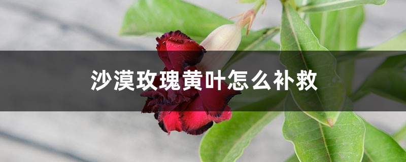沙漠玫瑰黄叶的原因和处理办法 沙漠玫瑰黄叶的原因和处理办法