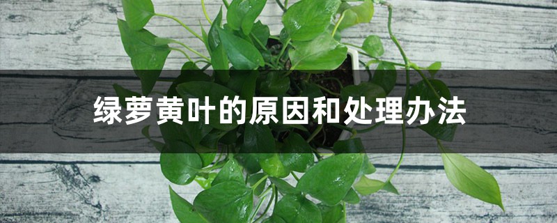 绿萝黄叶的原因和处理办法 绿萝黄叶的原因和处理办法