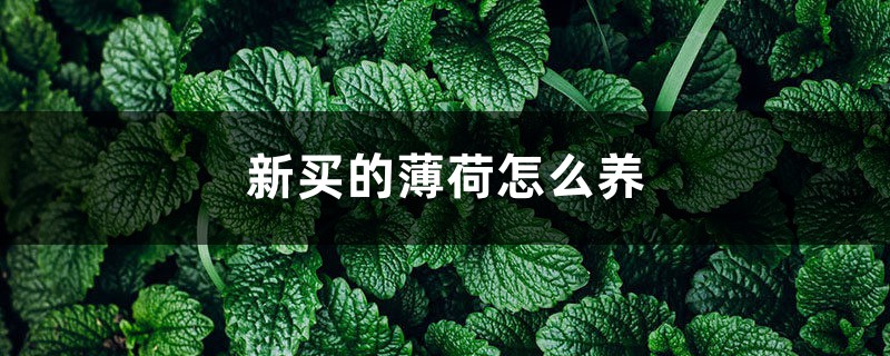 新买的薄荷怎么养 新买的薄荷怎么养
