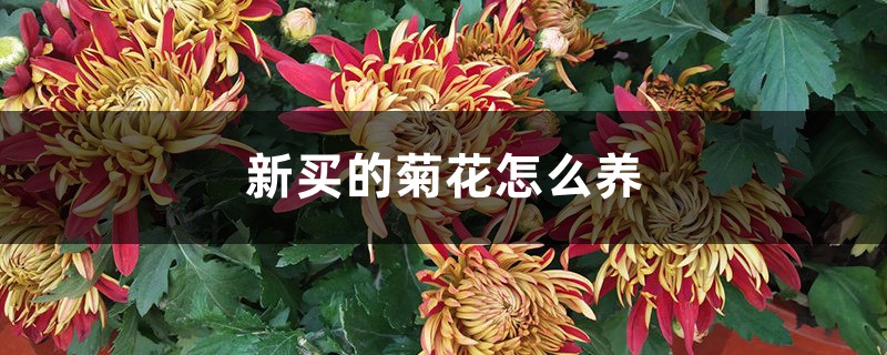 新买的菊花怎么养 新买的菊花怎么养