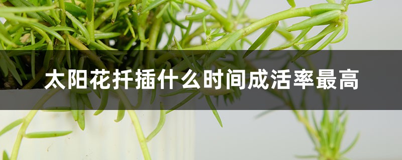 太阳花扦插什么时间成活率最高,扦插苗几天晒太阳 太阳花扦插什么时间成活率最高,扦插苗几天晒太阳
