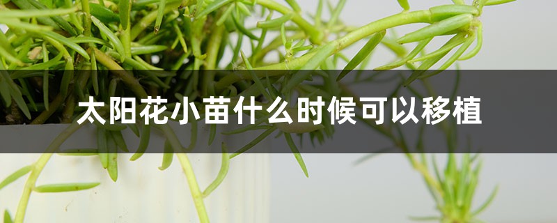 太阳花小苗什么时候可以移植,太阳花怎样栽培 太阳花小苗什么时候可以移植,太阳花怎样栽培
