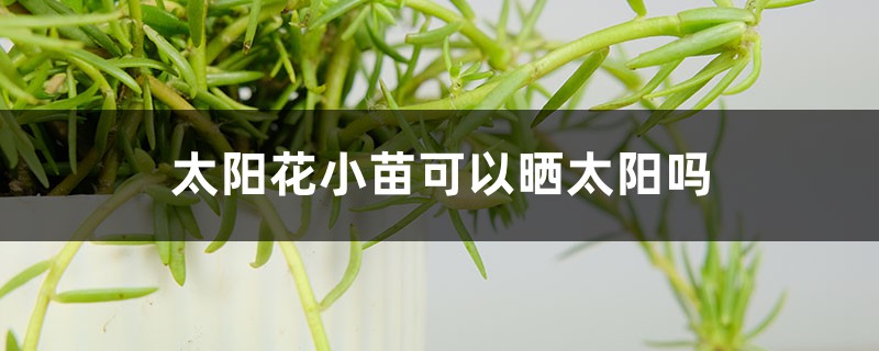 太阳花小苗可以晒太阳吗,怎么才能健康长大 太阳花小苗可以晒太阳吗,怎么才能健康长大